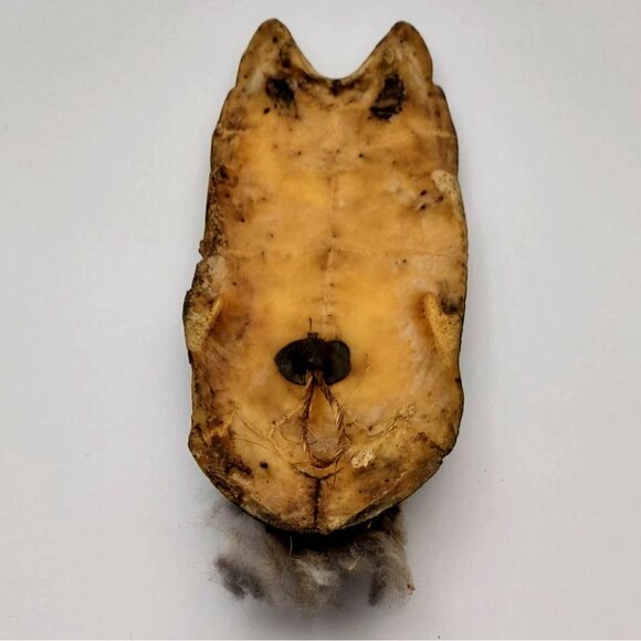 Handmade African Tribal Mask Ethnic Shell Feathers Bone Nuts Wall Decor - Picture 6 of 9